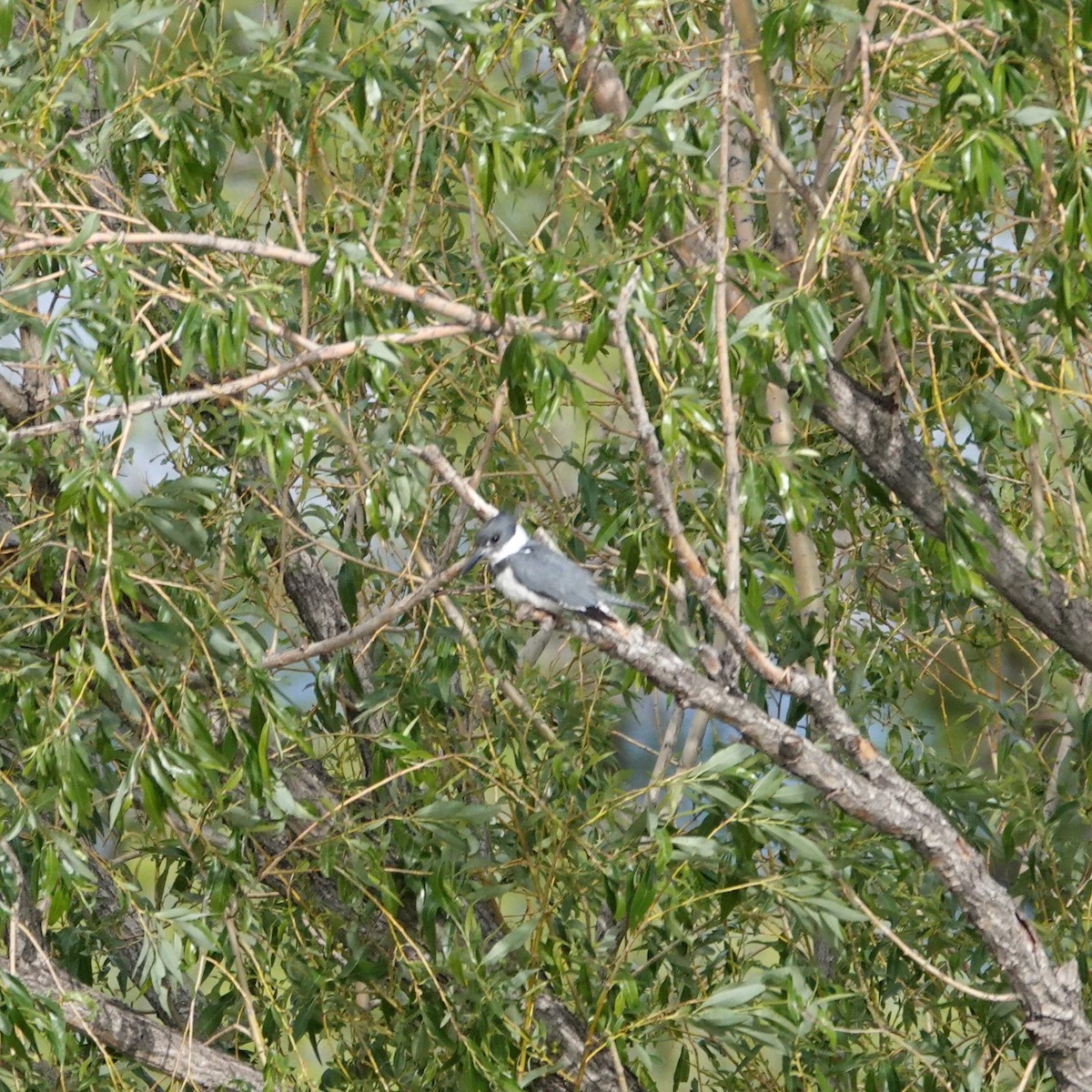 Belted Kingfisher - ML618623383