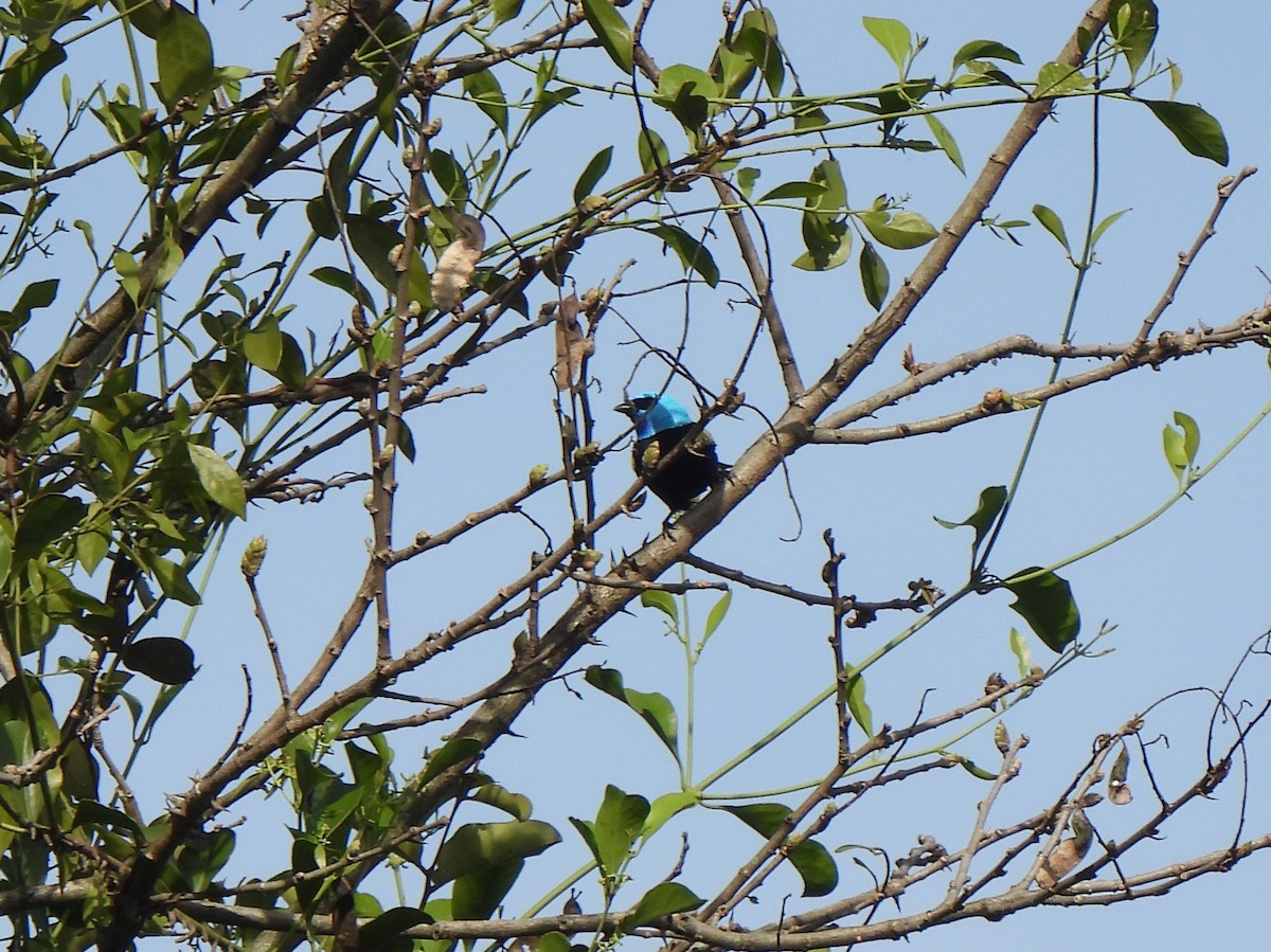 Blue-necked Tanager - ML618623397
