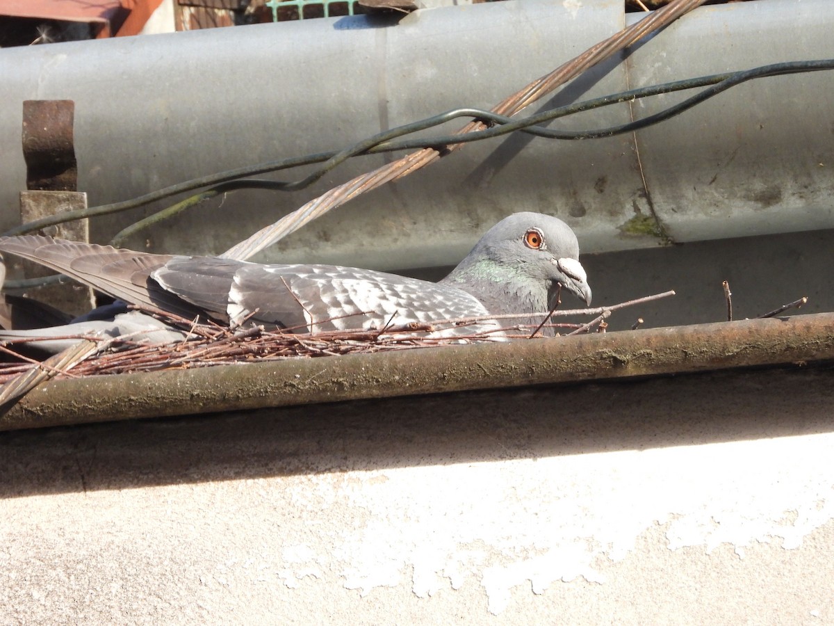 Rock Pigeon (Feral Pigeon) - ML618623444