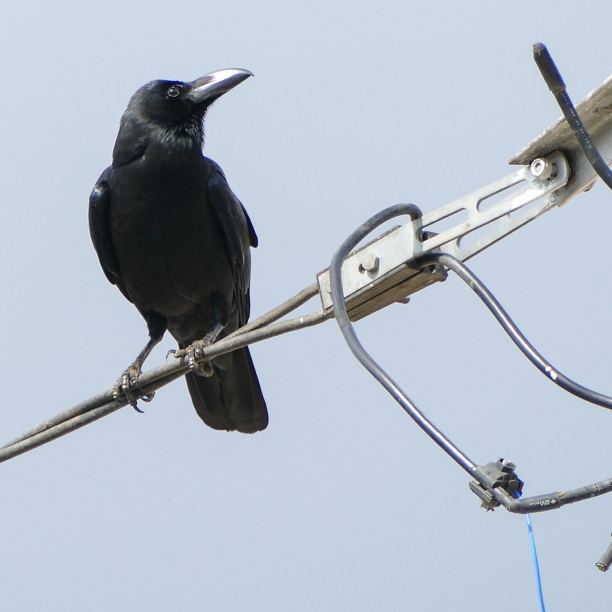 Large-billed Crow - ML618623449