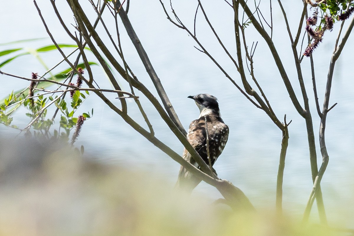 Great Spotted Cuckoo - ML618623461