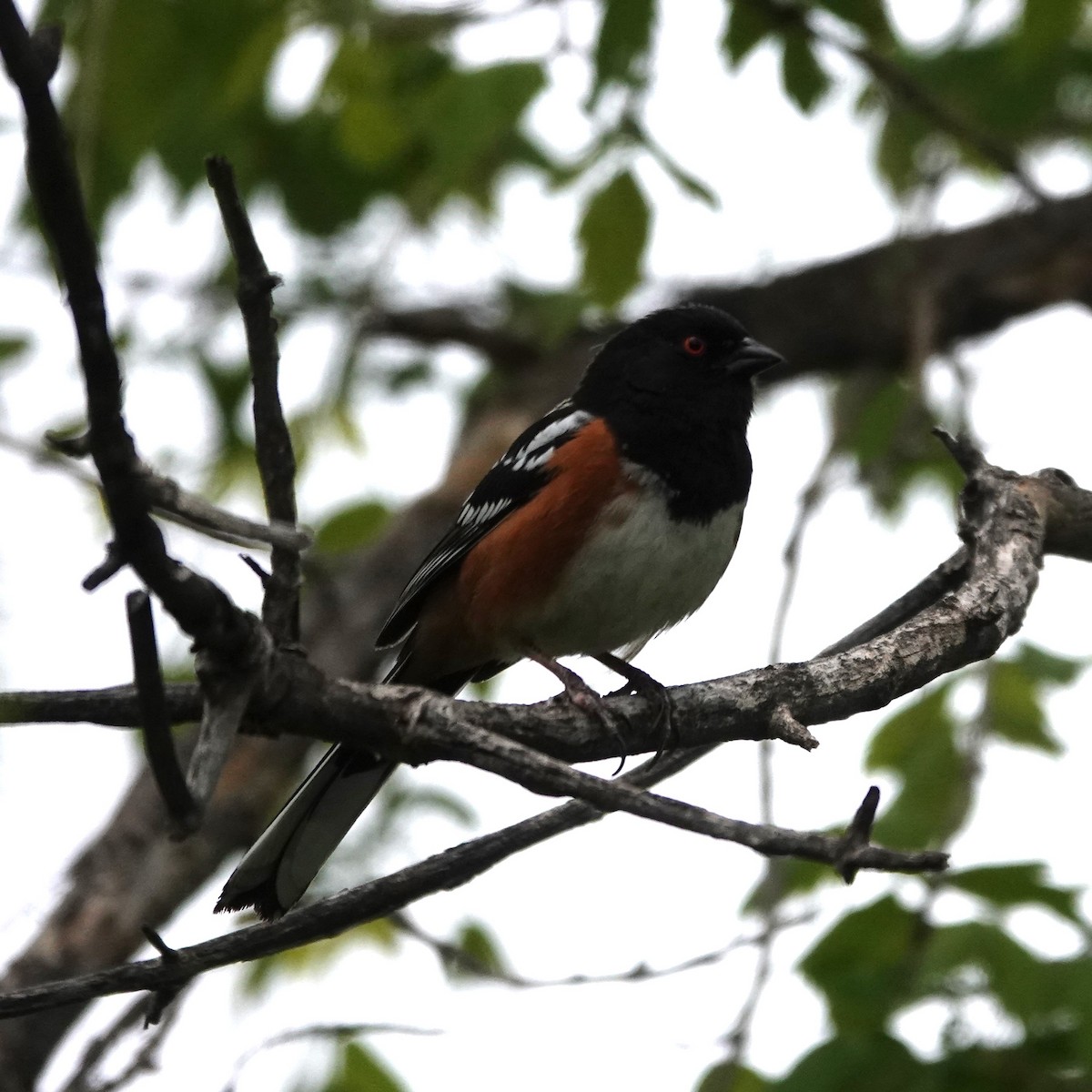 Spotted Towhee - ML618623462