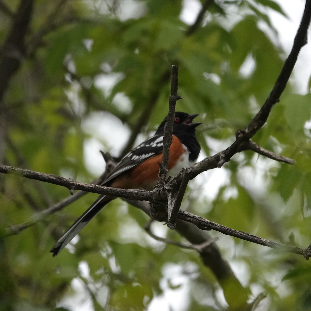 Spotted Towhee - ML618623463