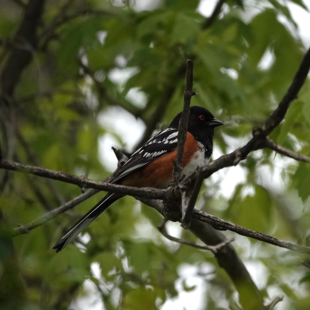 Spotted Towhee - ML618623464