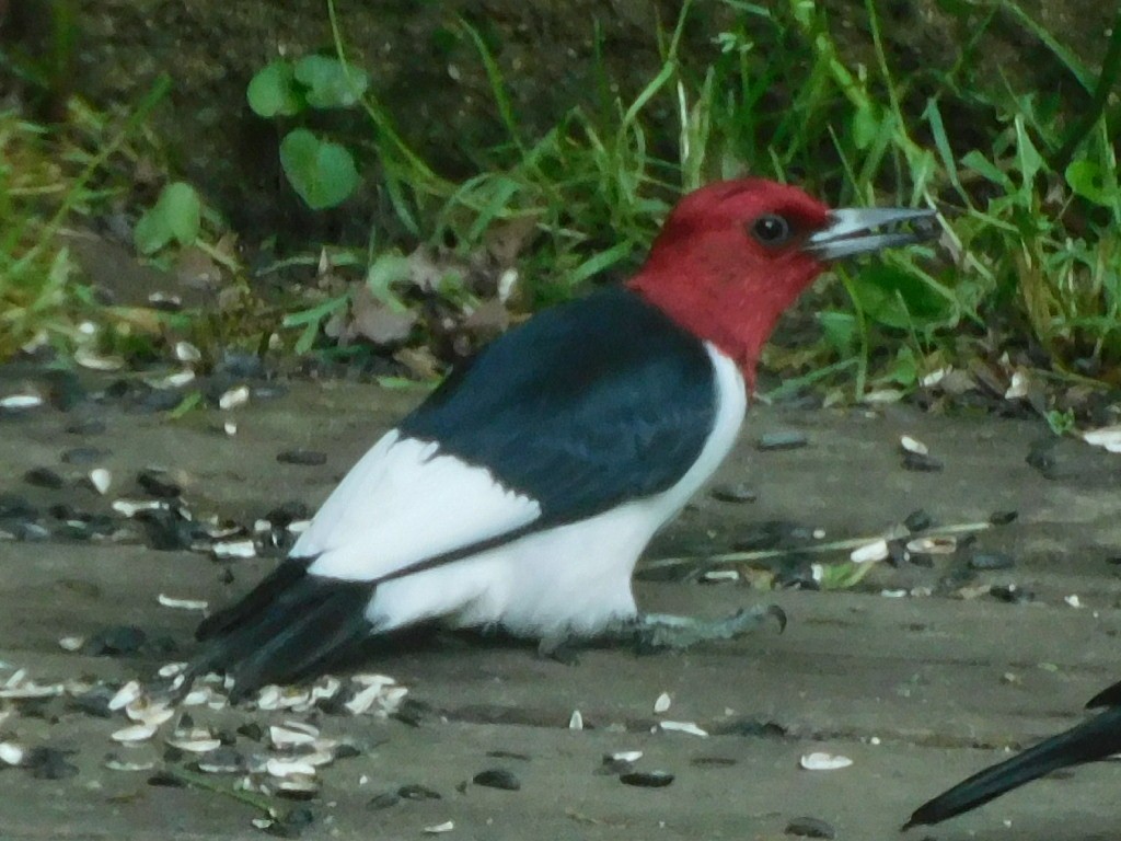 Red-headed Woodpecker - Bob Lane