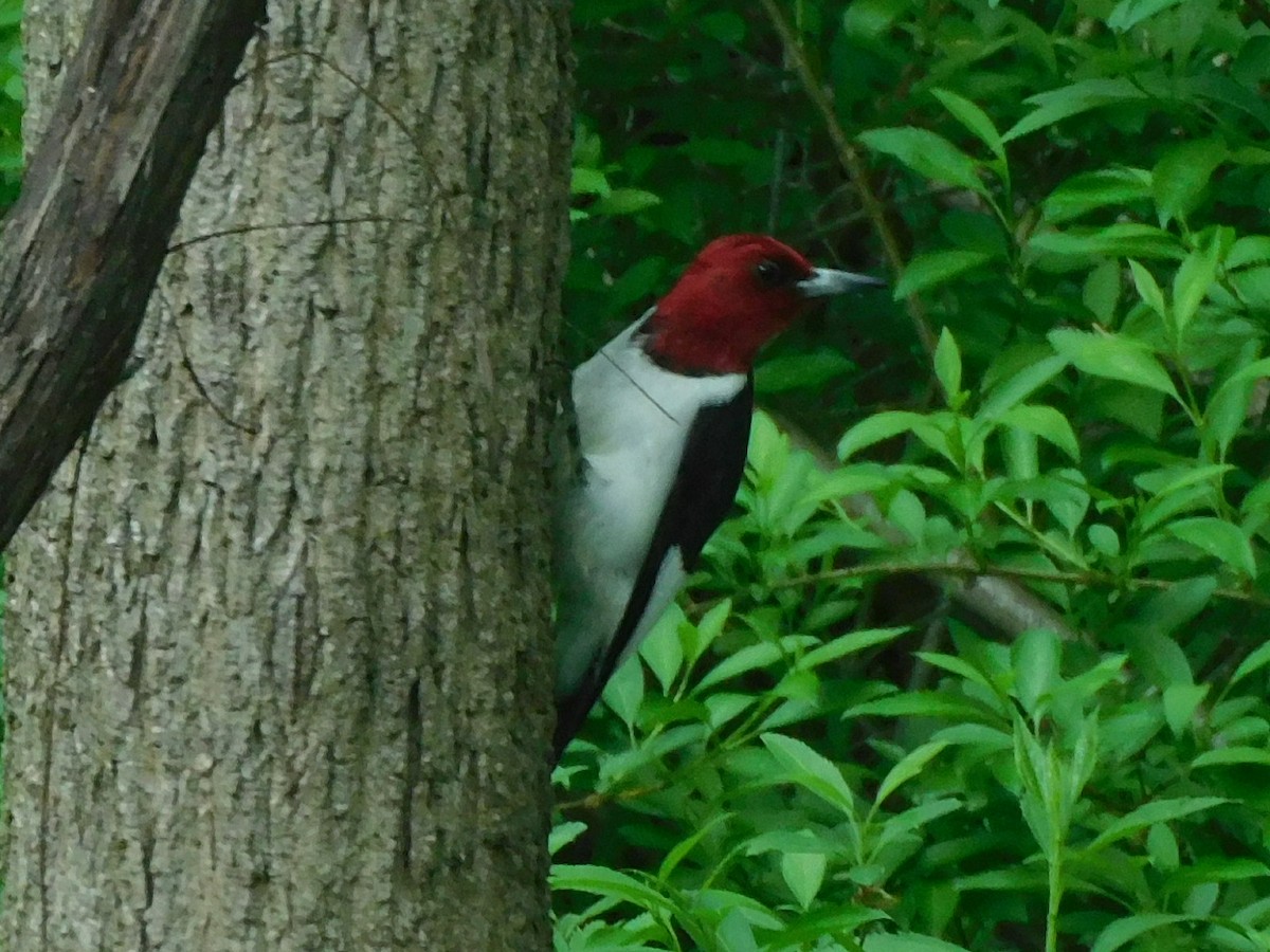 Red-headed Woodpecker - ML618623502