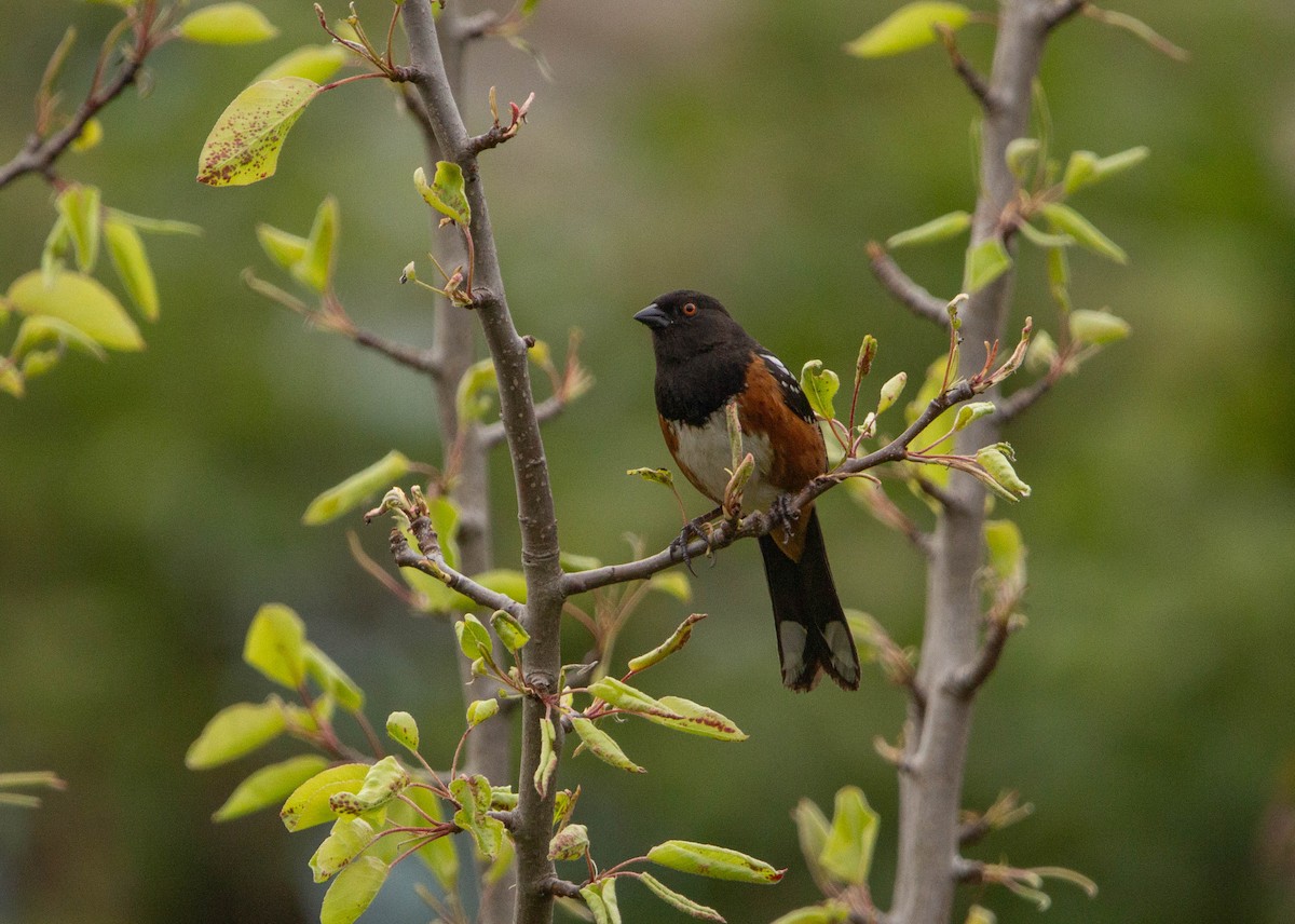 Spotted Towhee - ML618623504