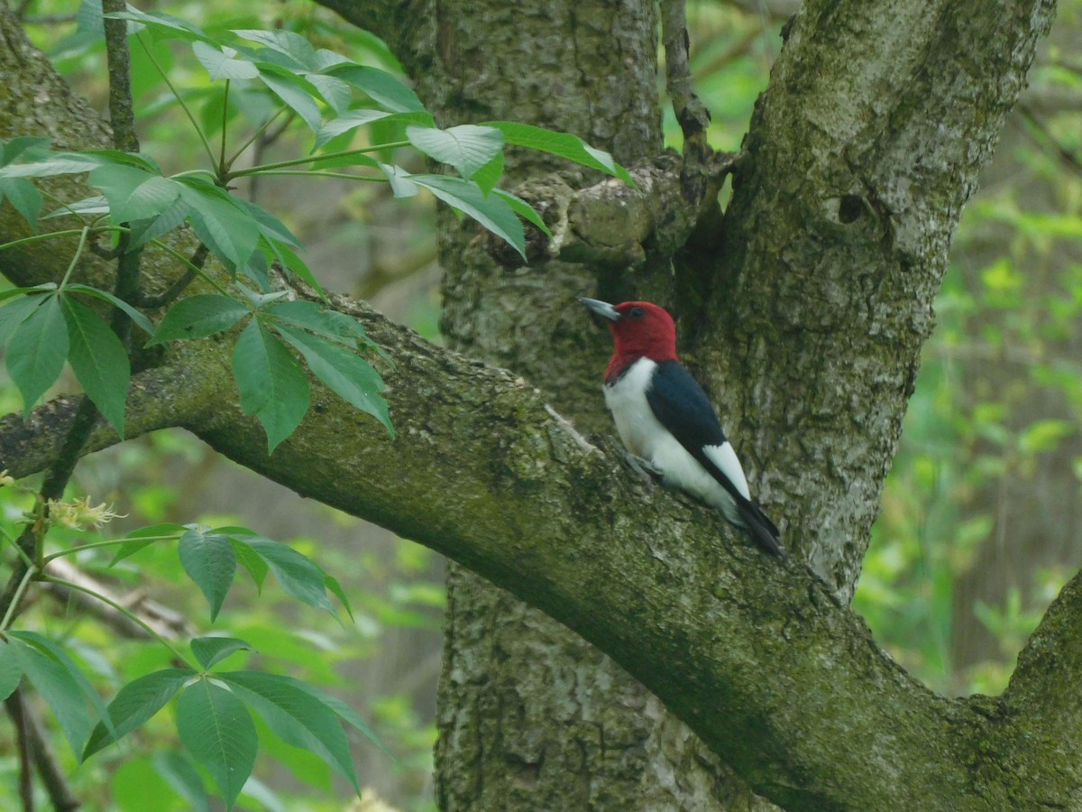 Red-headed Woodpecker - ML618623512