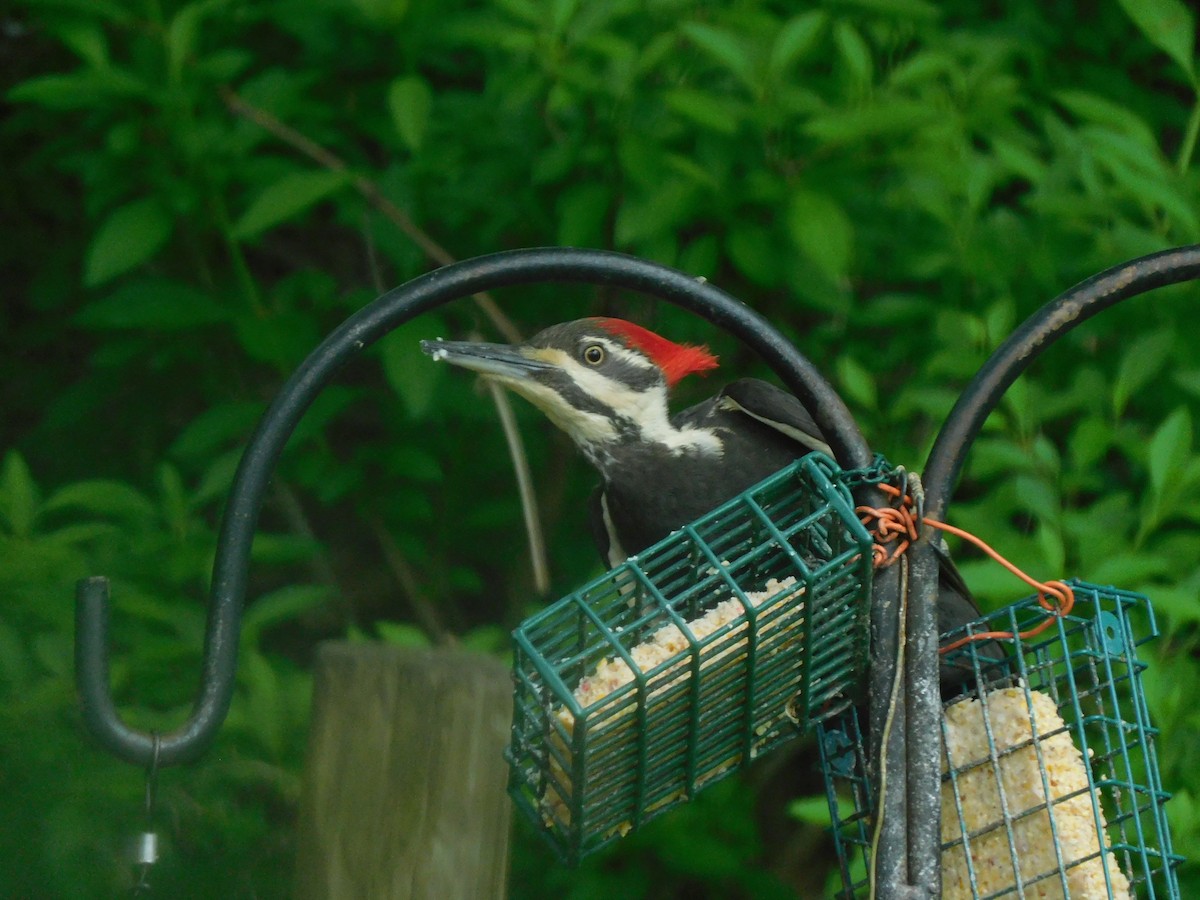 Pileated Woodpecker - ML618623525