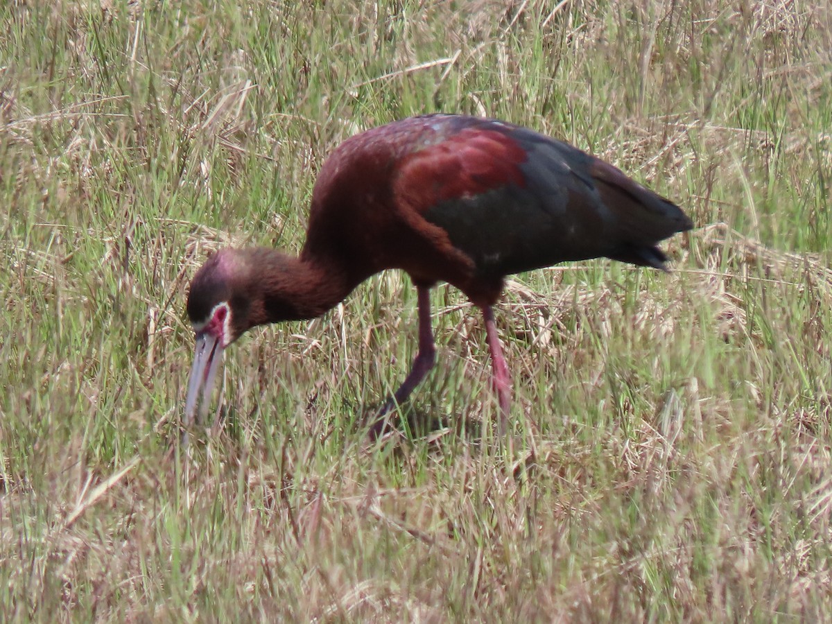 ibis americký - ML618623561