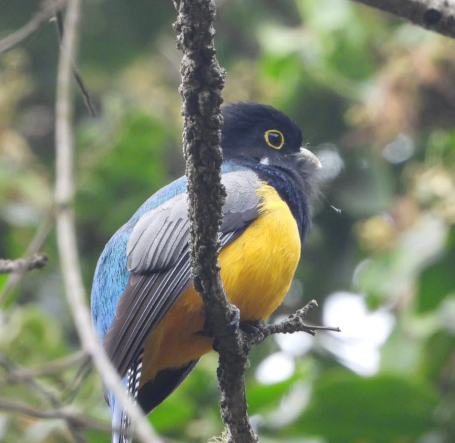 Gartered Trogon - My Experience With Nature Birding Tour Guide