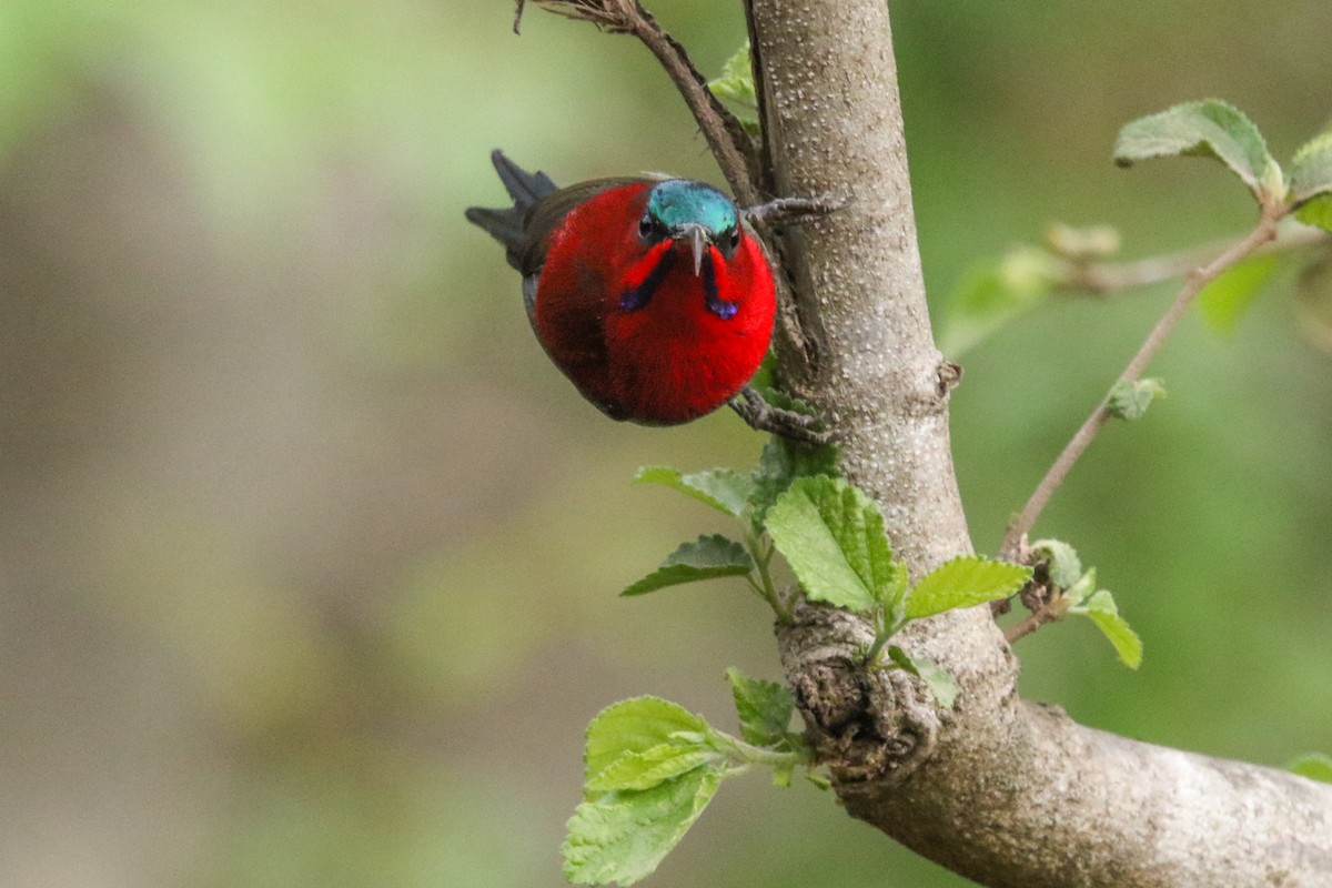 Crimson Sunbird - LALIT MOHAN BANSAL