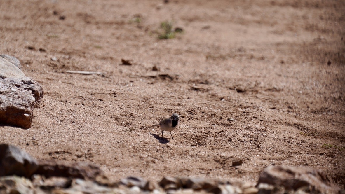 Black-throated Sparrow - ML618623633
