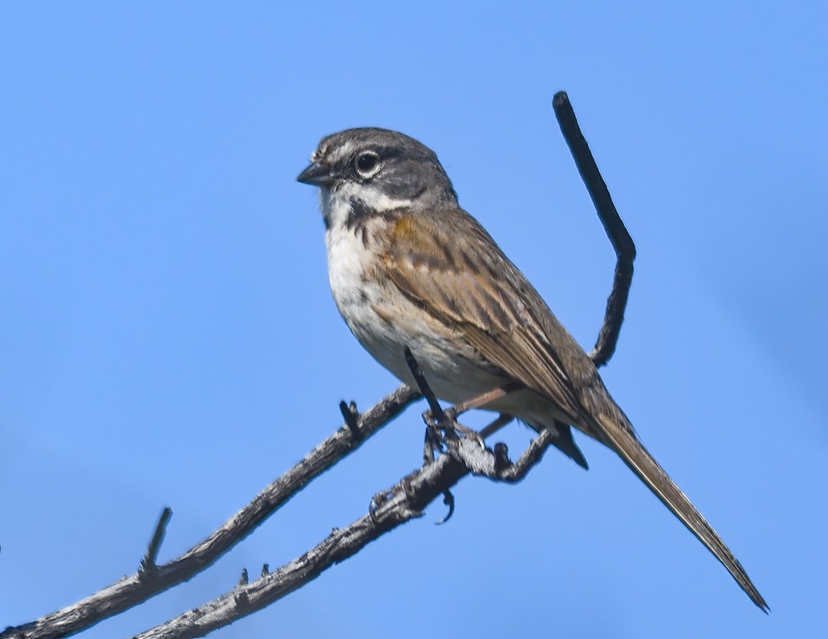Bell's Sparrow - ML618623639