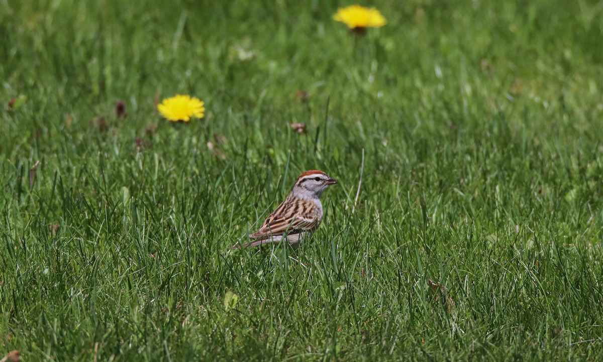 Chipping Sparrow - ML618623640