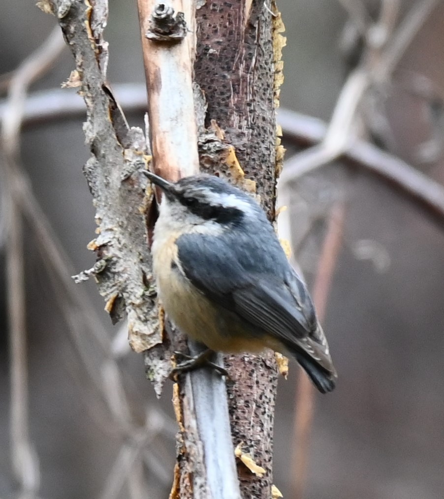 Red-breasted Nuthatch - ML618623669