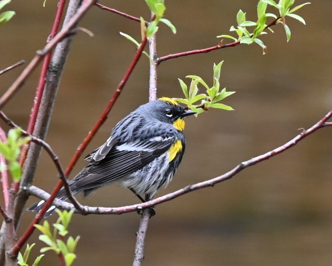 Yellow-rumped Warbler (Audubon's) - ML618623681