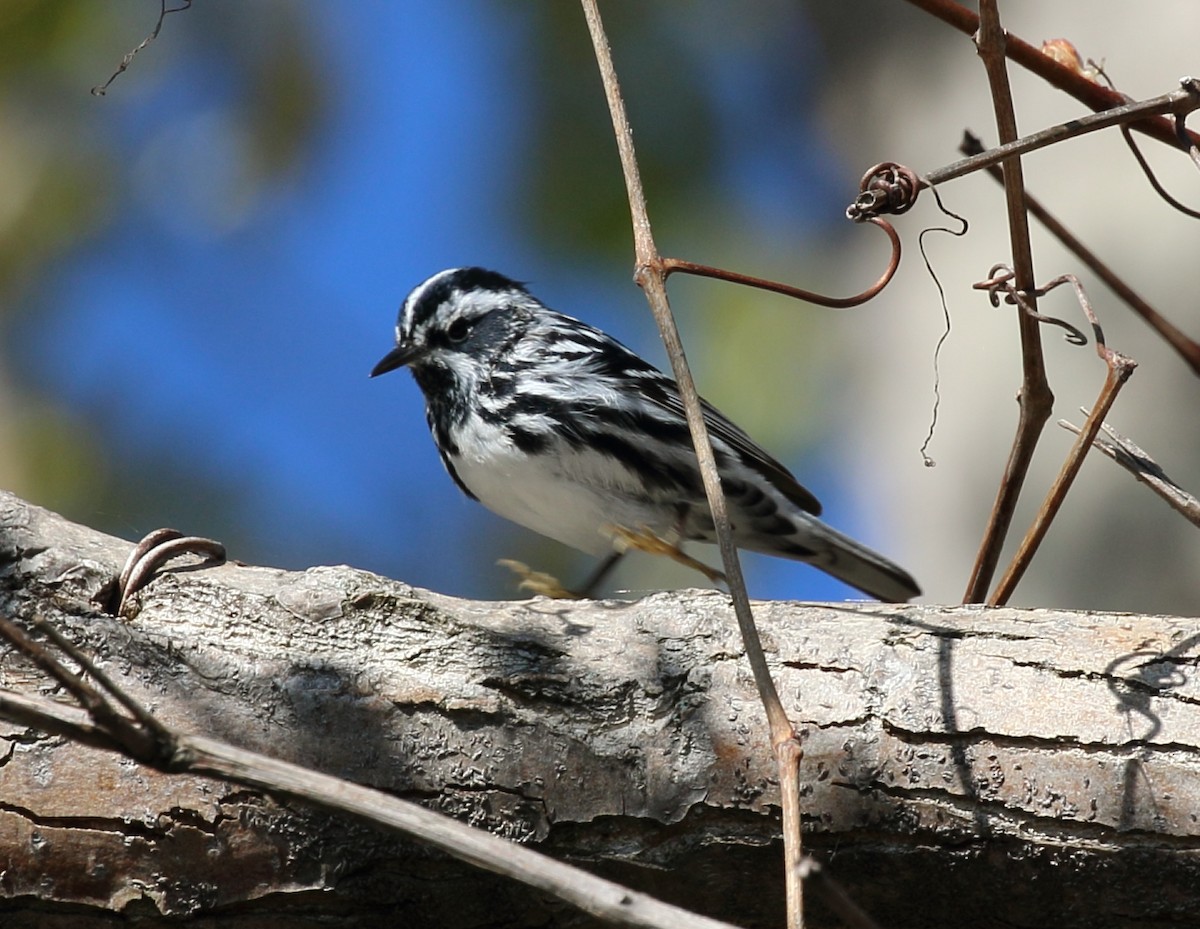 Black-and-white Warbler - ML618623724
