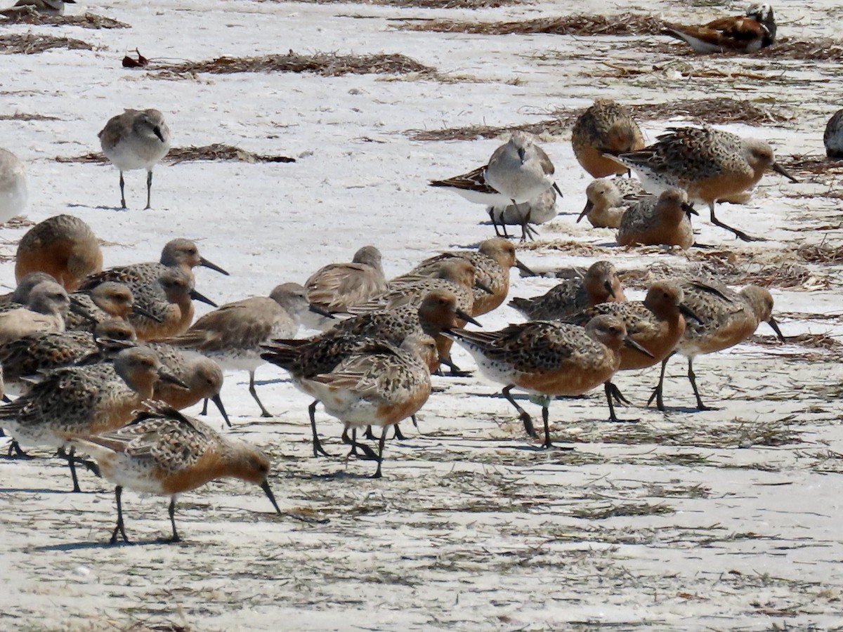 Red Knot - Anonymous