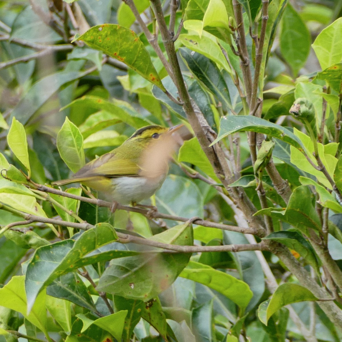 Yellow-vented Warbler - ML618623758