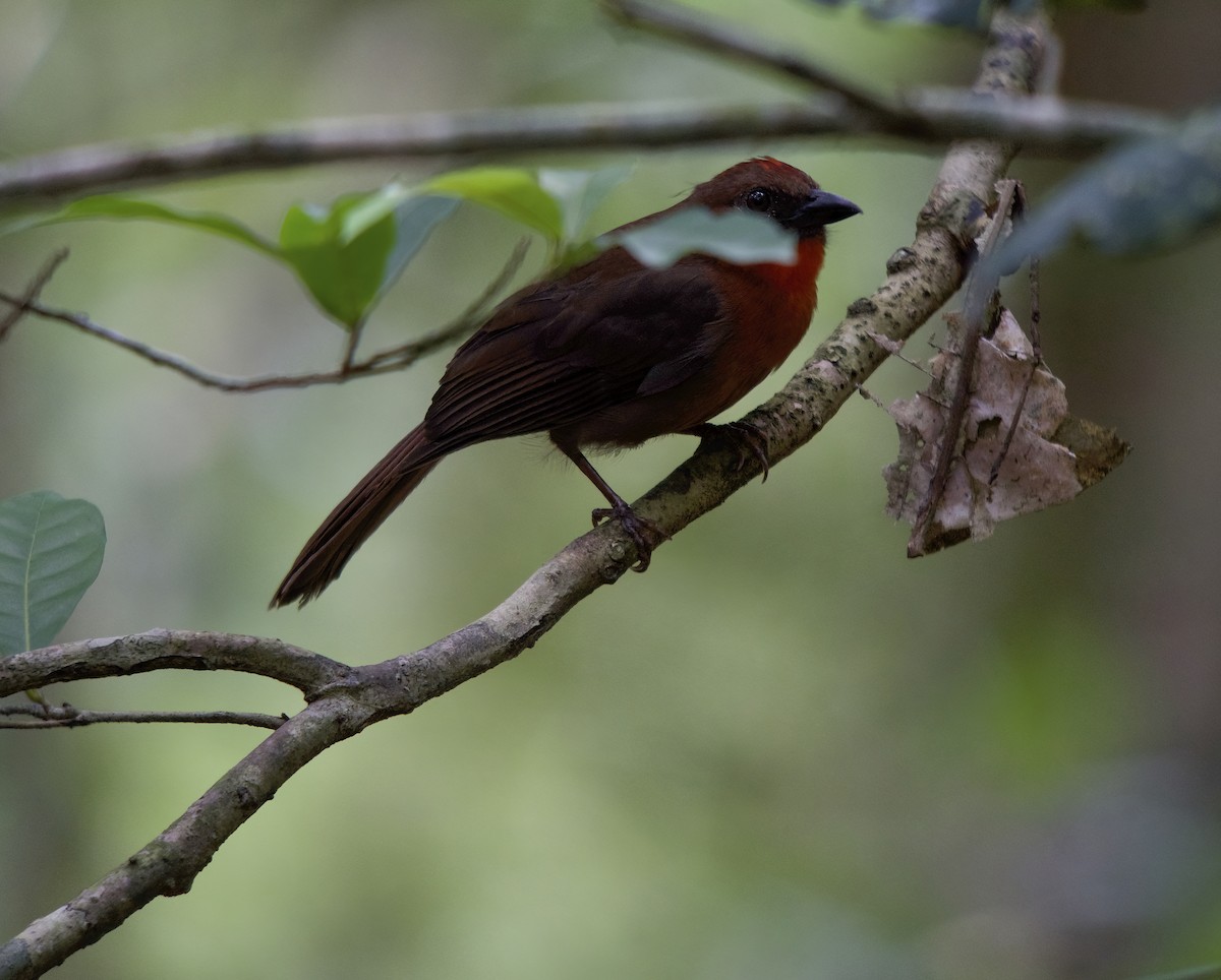 Red-throated Ant-Tanager - ML618623769