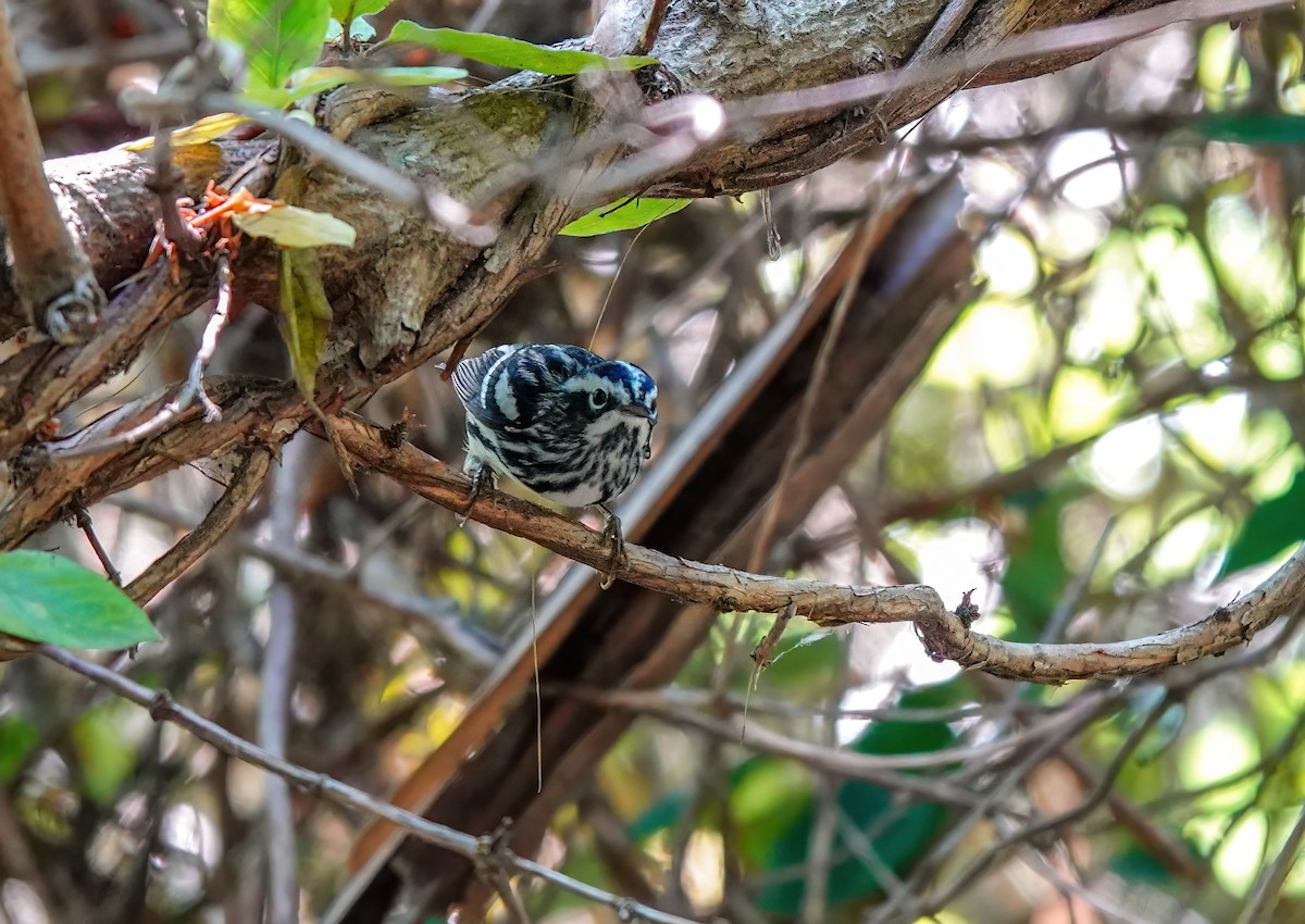 Black-and-white Warbler - ML618623790