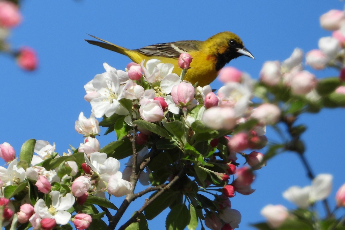 Orchard Oriole - ML618623828