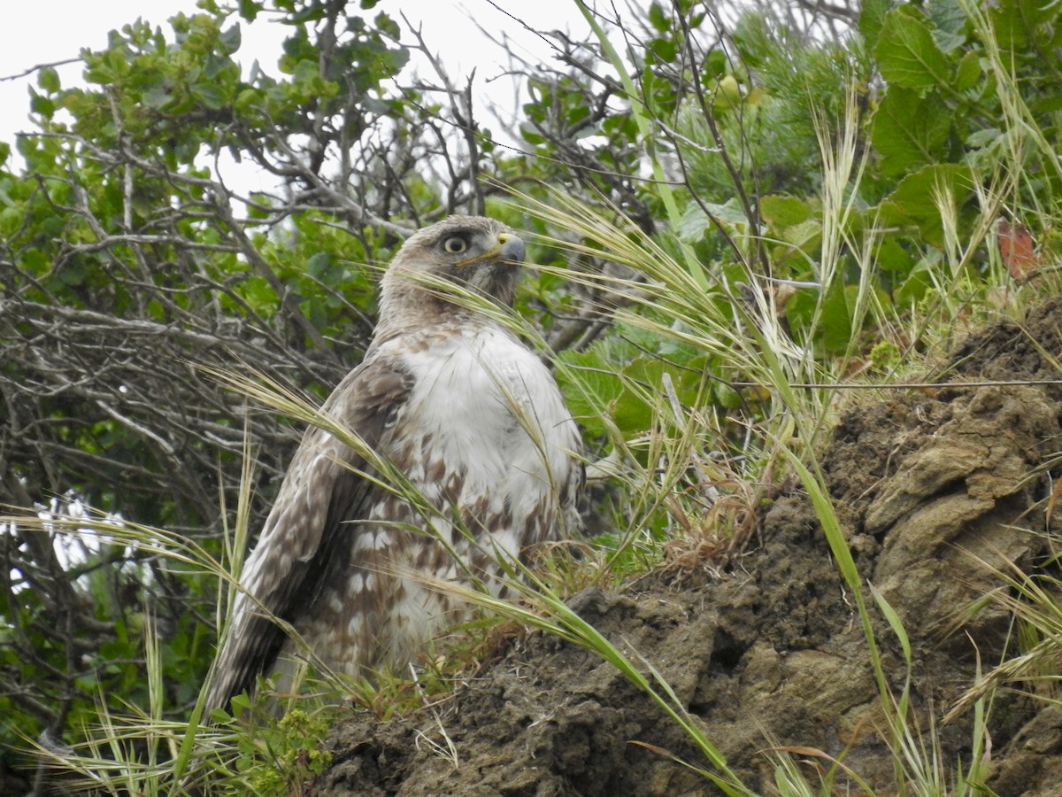 Red-tailed Hawk - ML618623830