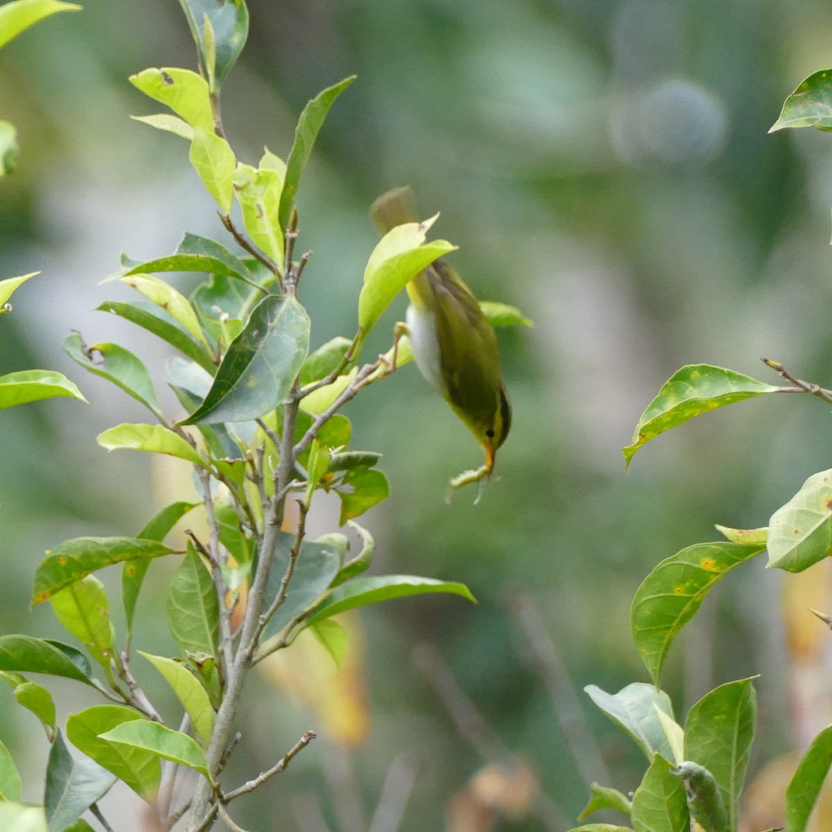 Yellow-vented Warbler - ML618623840