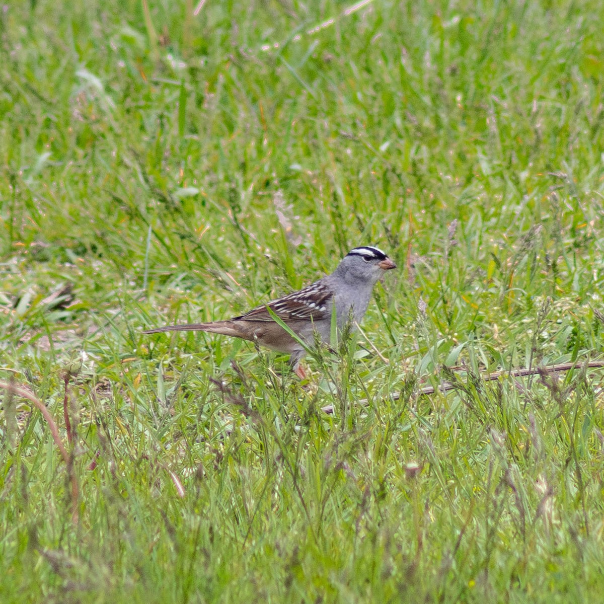 White-crowned Sparrow - ML618623849