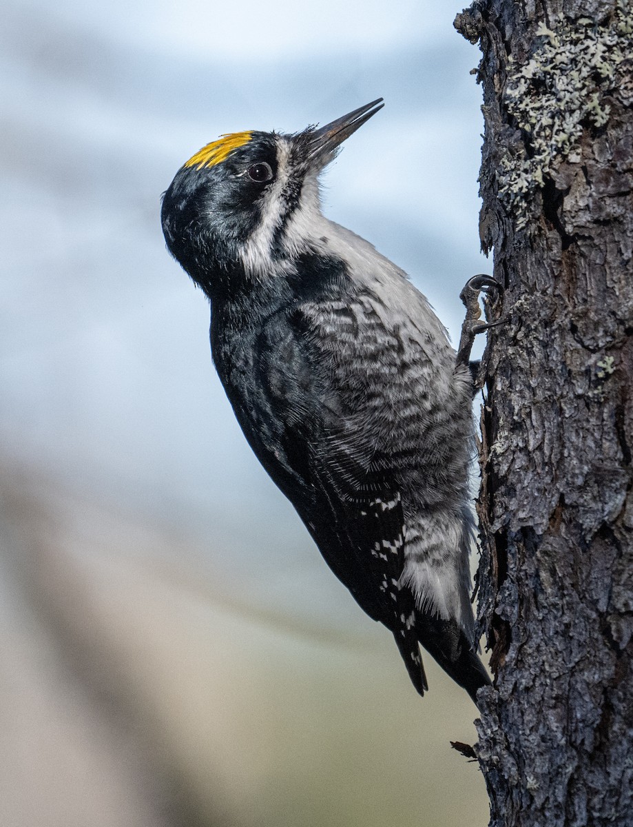 Black-backed Woodpecker - ML618623851