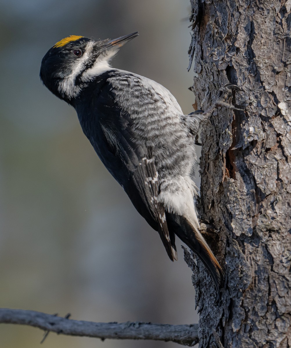 Black-backed Woodpecker - ML618623853