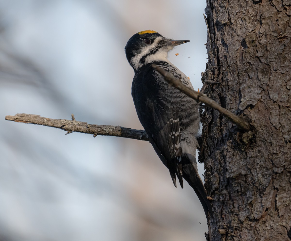 Black-backed Woodpecker - ML618623854