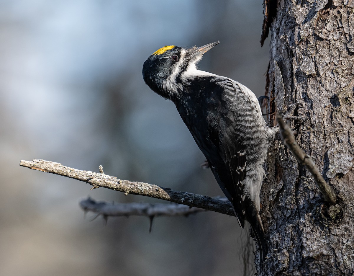 Black-backed Woodpecker - ML618623857
