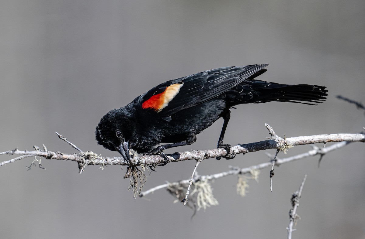 Red-winged Blackbird - ML618623887