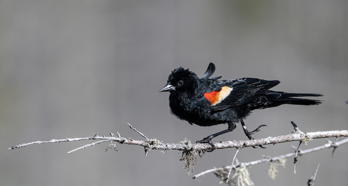 Red-winged Blackbird - ML618623889