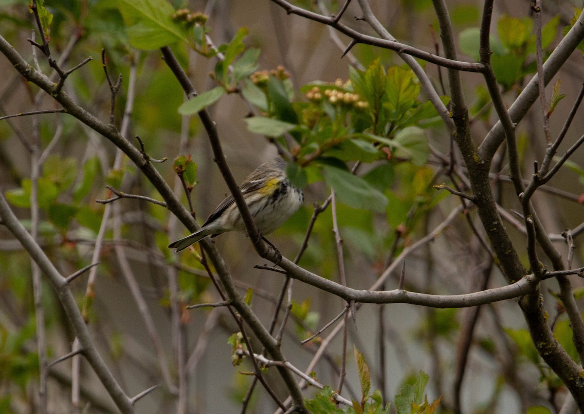 Yellow-rumped Warbler (Myrtle x Audubon's) - ML618623891