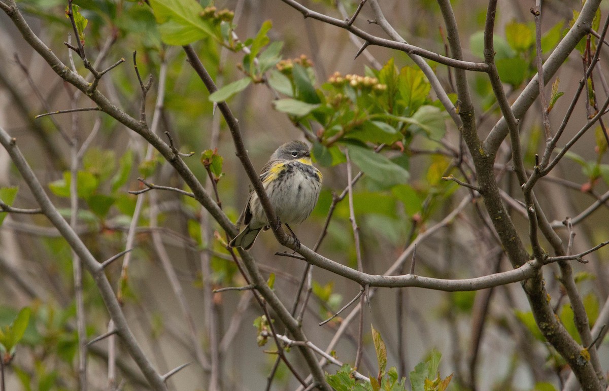 Yellow-rumped Warbler (Myrtle x Audubon's) - ML618623892
