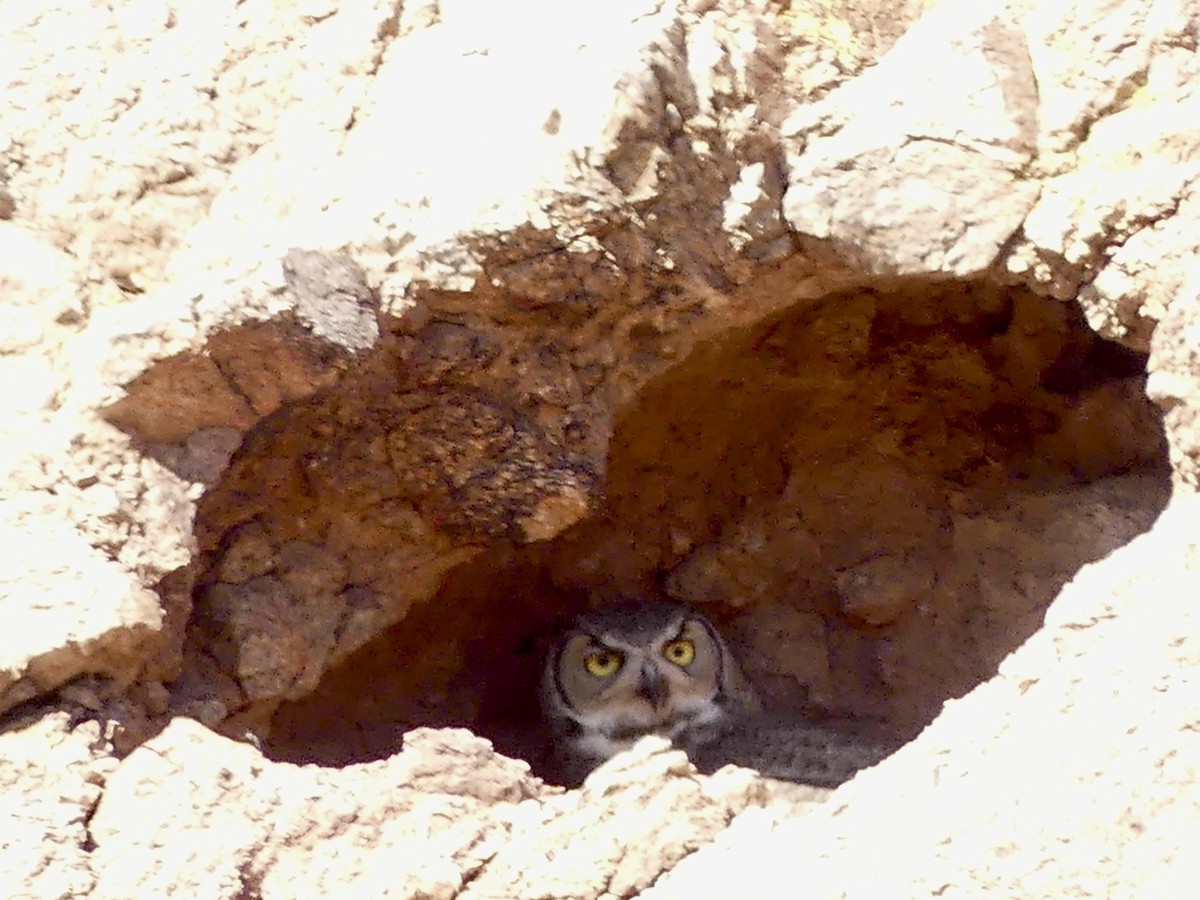 Great Horned Owl - ML618623894