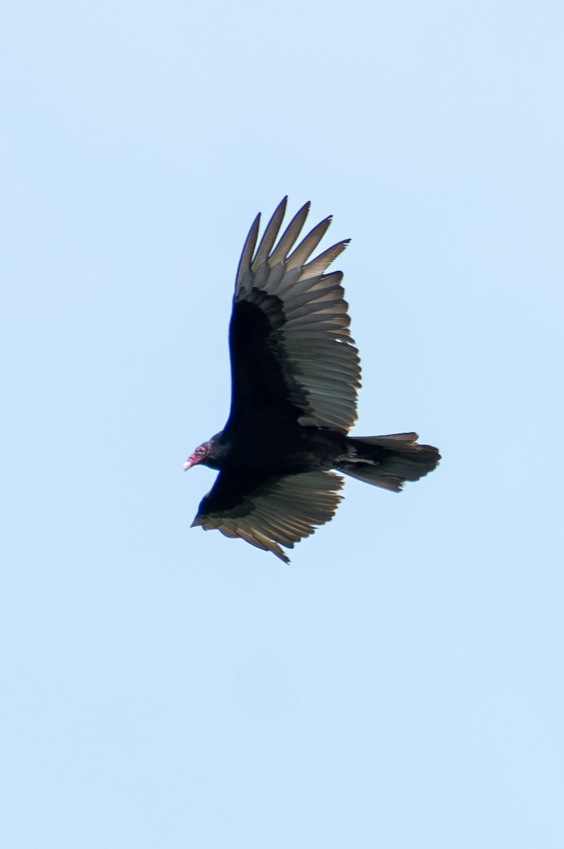 Turkey Vulture - ML618623899