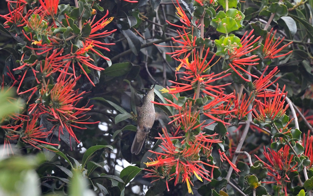 Green-backed Firecrown - ML618623903