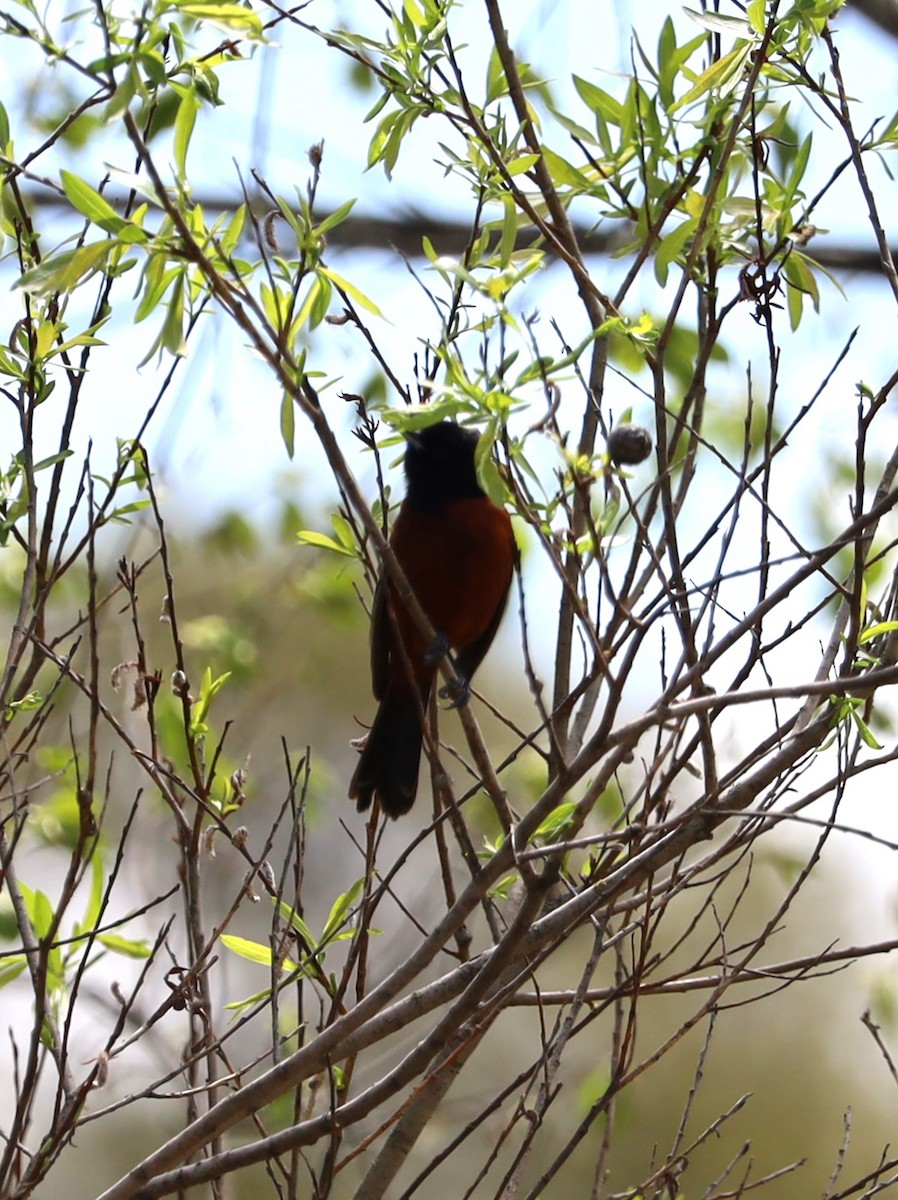Orchard Oriole - ML618623949
