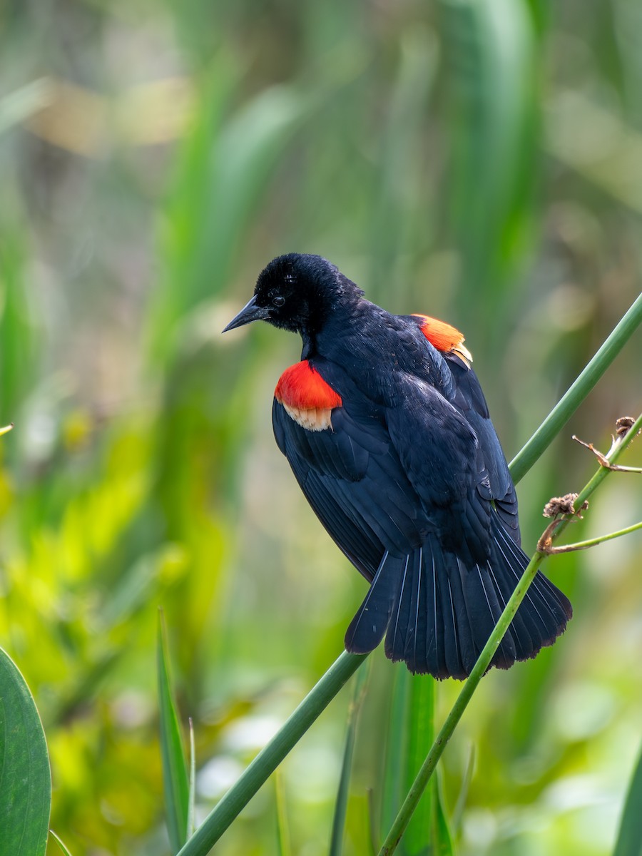 Red-winged Blackbird - ML618623963