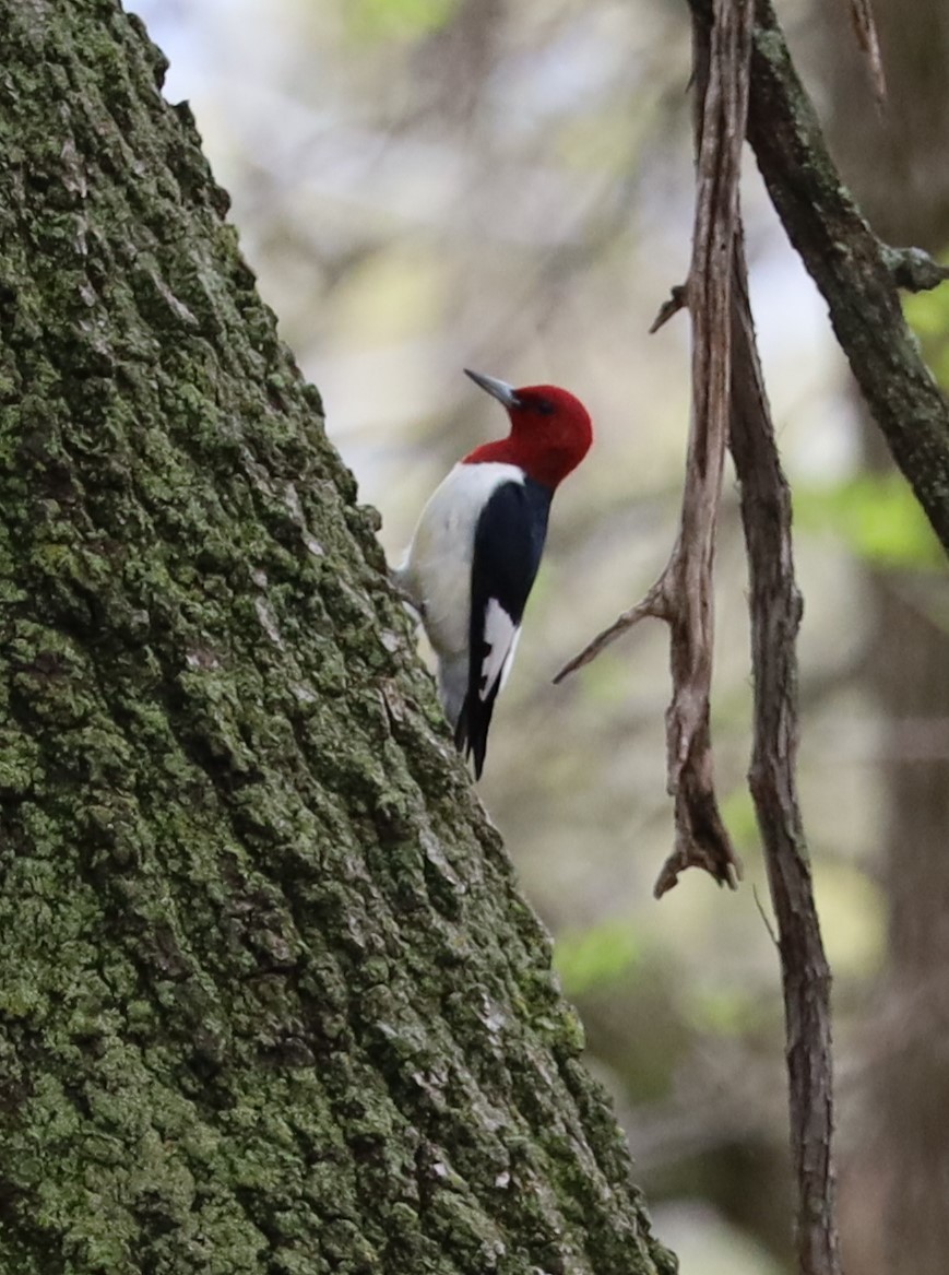 Red-headed Woodpecker - ML618623967