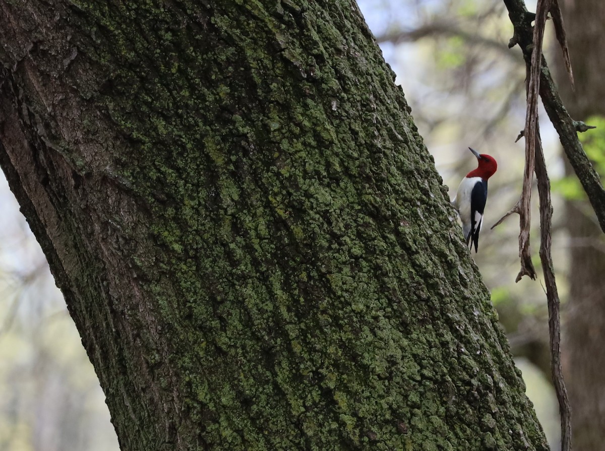 Red-headed Woodpecker - ML618623968