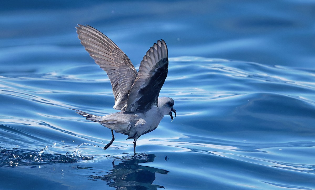 Fork-tailed Storm-Petrel - ML618623971