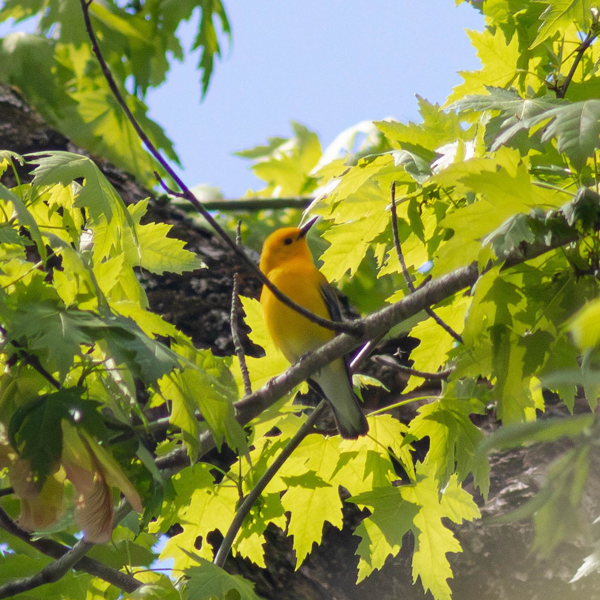 Prothonotary Warbler - ML618623982