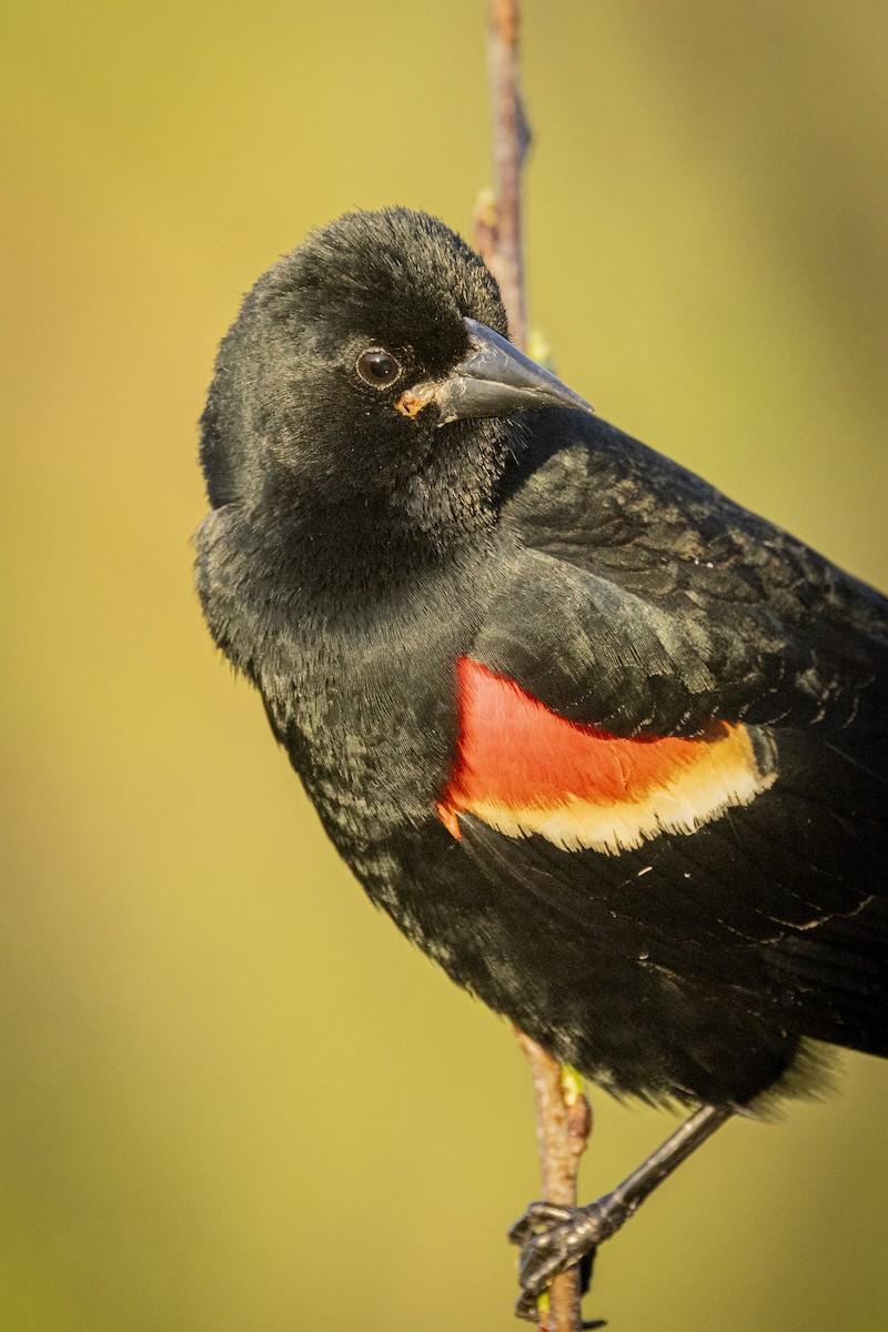 Red-winged Blackbird - ML618624010