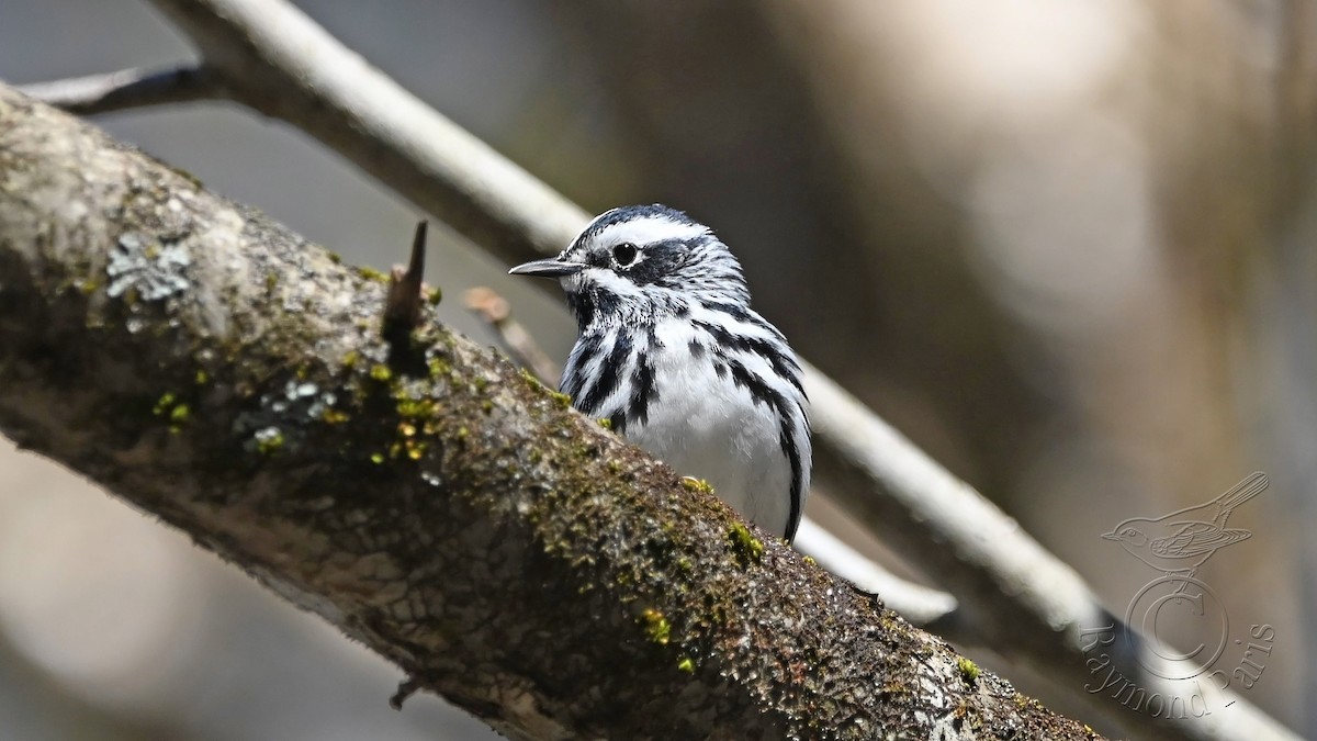 Black-and-white Warbler - ML618624011
