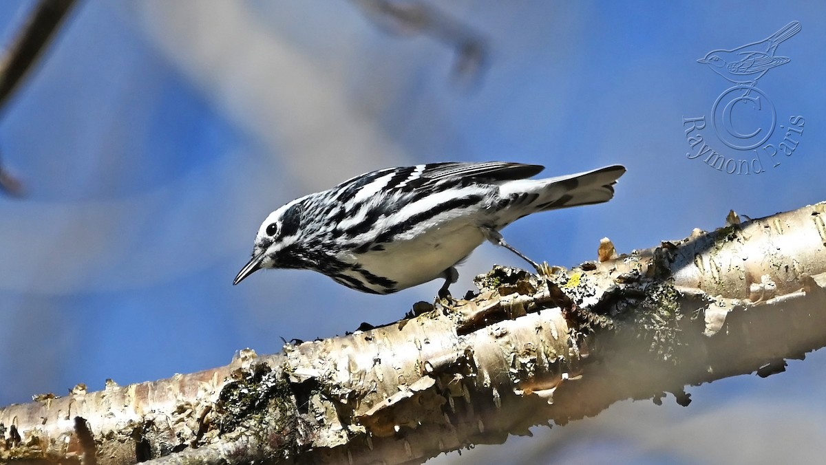 Black-and-white Warbler - ML618624022